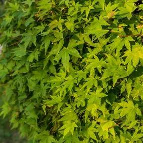 Maple Japanese (Acer palmatum) hedging 3